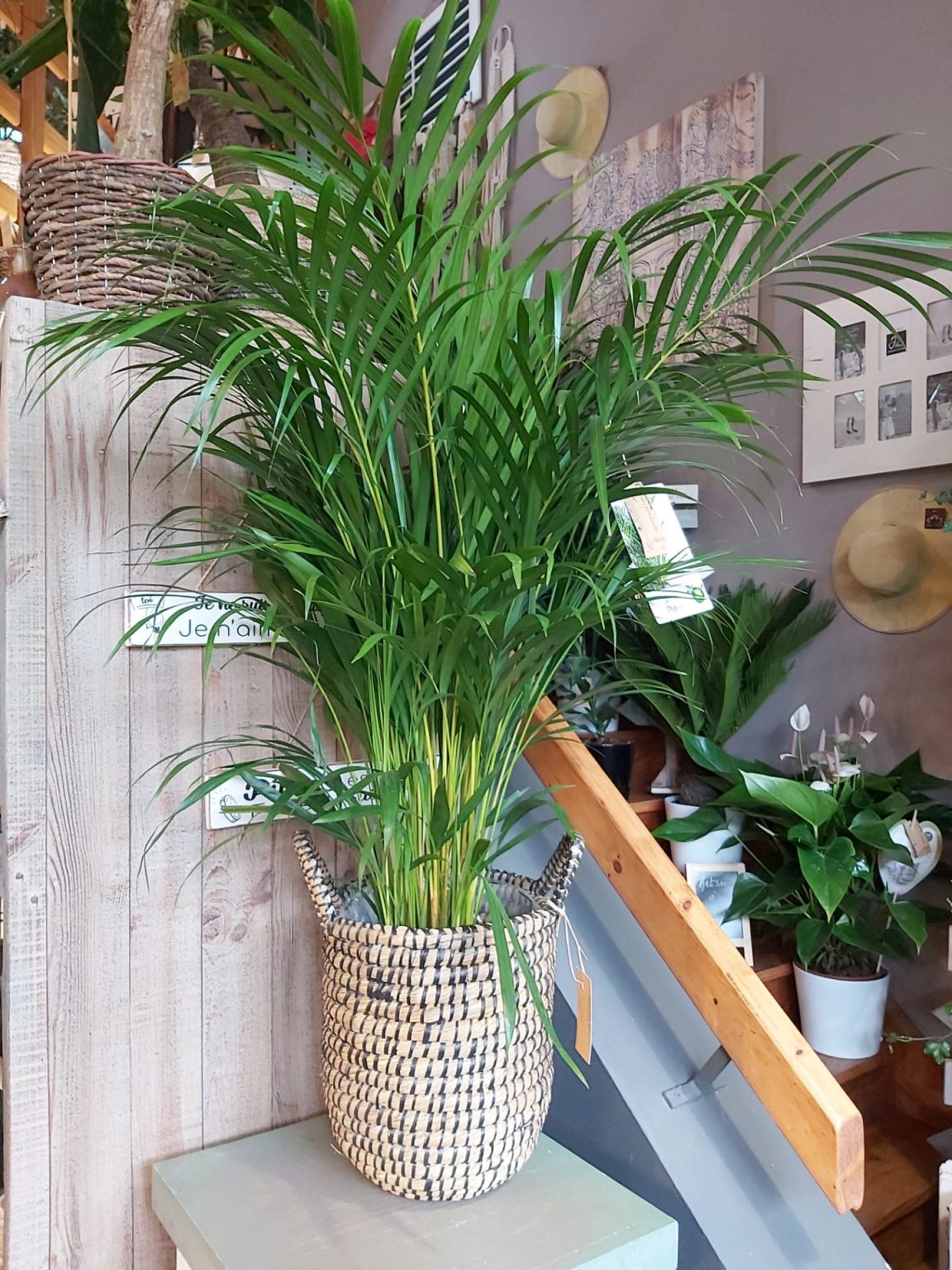 Areca Fleur d Irlande